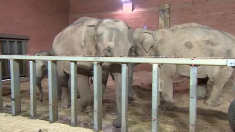 BBC Elephants at the zoo