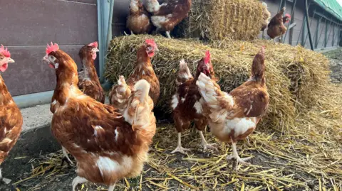 Flock of brown and white chickens, some on hay bales, others on a shed