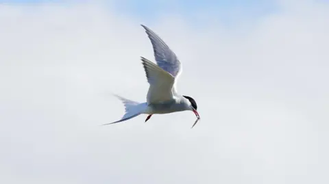 A common tern in flight. The bird has a black head while the rest of its body is white. It has a small fish in its beak.