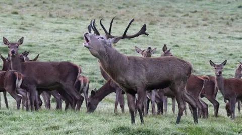 Ralph PeeDell Stag and deer was captured at Bucklebury Farm in west Berkshire.