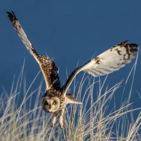 Ron Macdonald Short-eared owl