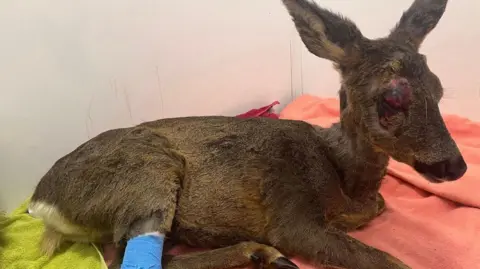 Blyth Wildlife Rescue The injured deer at the Blyth Wildlife Rescue hospital. One of her rear legs has been wrapped in a blue bandage. Her right eye is badly damaged. It has swollen shut and is very red.