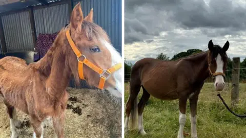 SAFE On the left is a severely malnourished and ill looking picture of Philo - the horse is like a bag of bones. On the right is a much healthier looking Philo in a nice green field.