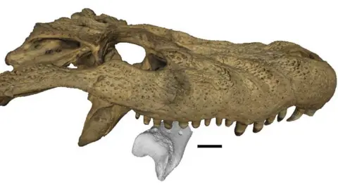 Link et al/Biology Letters A imagem mostra a varredura digital de um crânio de crocodilo mordendo um pequeno osso da perna. O osso que está sendo mordido é baseado em uma varredura em 3D do osso fossilizado de 13 milhões de anos de um pássaro terrorista.