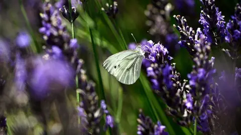 A close up of a pale green butterfly on a lavender flower.