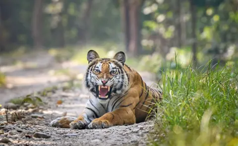 Deepak Rajbanshi Tiger roars