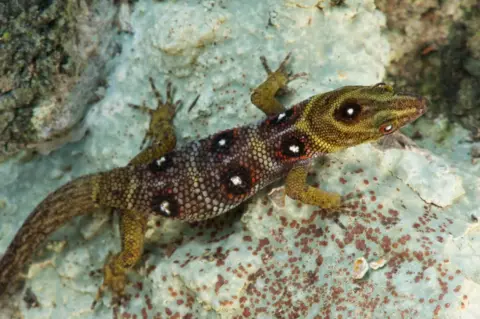 FFI/J Holden Close-up of a Union Island gecko