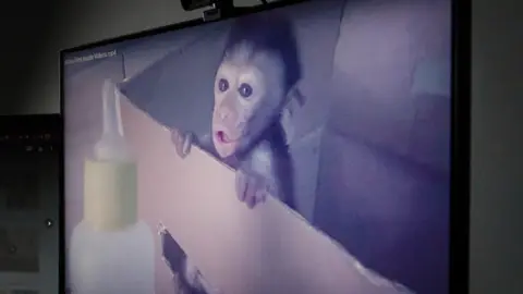 Baby Maaque with its mouth open inside a cardboard box. It is hanging on to the side and there is a bottle of milk on the other side of the box