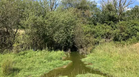 A small creek flows slowly beneath a crowded group of trees on the rewilding project site.