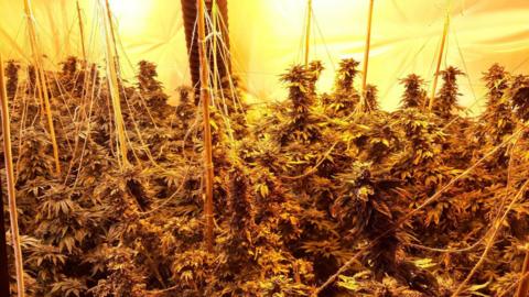 An image released by police of cannabis plants found inside a house in Hucknall