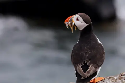 Jimmy Mason A puffin holding fish in its mouth. 