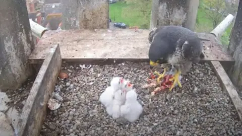 Worcester Cathedral Peregrine falcon chicks at Worcester Cathedral