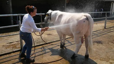 Shaun Whitmore/BBC A white cow being sprayed down with a hose to keep cool. A lady wearing a white shirt and blue jeans is holding the hose and standing next to the cow.
