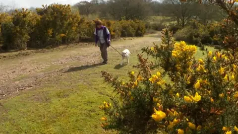 BBC Dog on lead at Kinver Edge