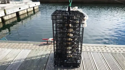 Tees River Trust oyster nursery