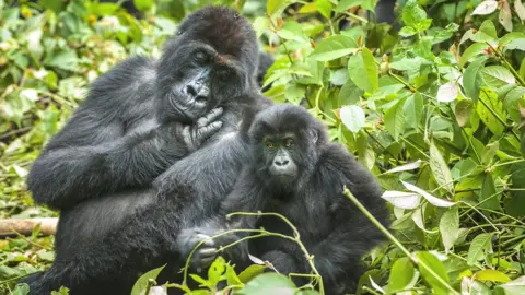 Getty Images Eastern lowland gorilla