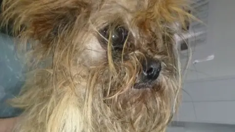 RSPCA A matted dog