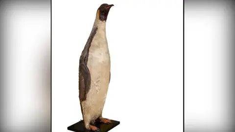 Trustees of the Natural History Museum Emperor penguin