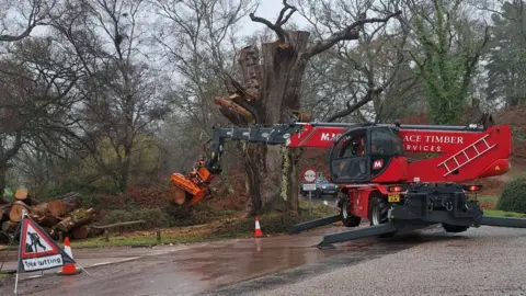 New Forest NPA Pruning tree