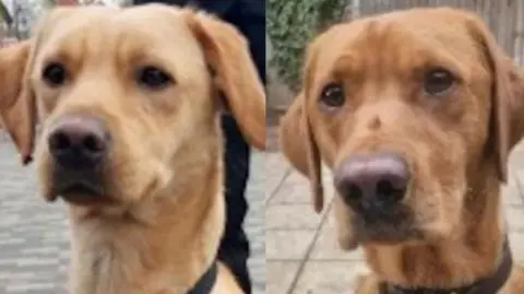 Kent Police Drug dogs Sully and Max 