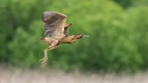 A large brown, black and white bird in full flight.