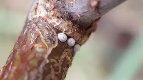 Paul Taylor Three white eggs on a close up shot of a branch. The background is blurred. 