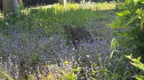 Horatio the tabby cat in the middle of a flower field, nibbling on a stem an a leaf. There are many purple and yellow flowers.