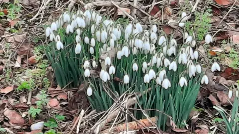 BBC WEATHER WATCHERS / Gadabout A couple dozen snowdrops are bunched close together and surrounded by brown leaves and twigs.