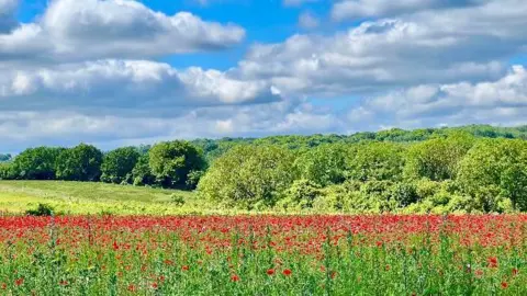 SurbitonSkippy A poppy field with woodlands behind 