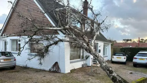 Jonny Hay A fallen tree on a white house. It is on the edge of the house, missing the windows and roof. There is no damage to the house.