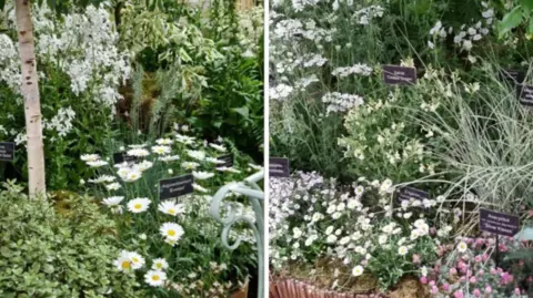 Handouts Many different types of white flowers including perennials, shrubs and trees are planted together in two photographs of the garden, shown side by side.