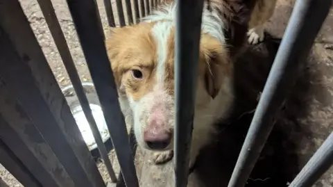 RSPCA An emaciated looking brown and white dog behind some bars. There is a dog bowl on the floor.