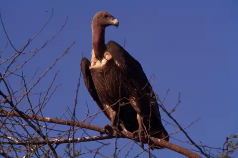 Getty Images An Indian 'White-Backed Vulture' (Gyps bengalensis), which was once a very common bird has siince become a very rare sight indeed