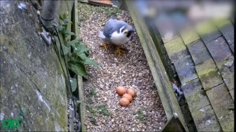 A peregrine falcon is stood on a gravel floor on a roof. There are four eggs in front of the bird. 