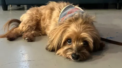 A small golden coloured dog lies on the floor with big brown eyes and a colour kerchief collar