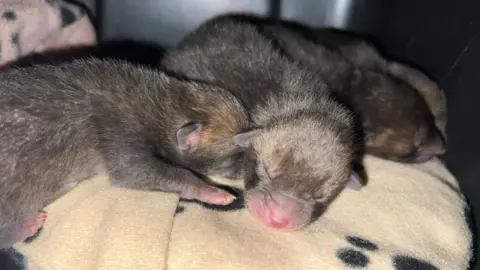 Small brown fox cubs with pink noses on a light brown blanket. Their eyes are closed.