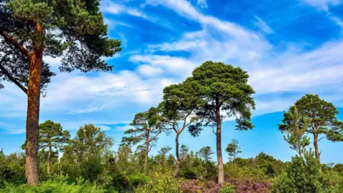 BBC Weather Watcher Paul Williams A picture of trees, shrubbery and a bright blue sky. There are several white fluffy clouds scattered across the sky.
