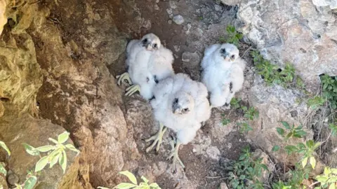 Forestry England/Crown Three peregrine chicks are perched on a sheer cliff face at Symonds Yat Rock