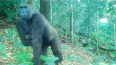 Aspinall Foundation A gorilla carrying her baby under her arm. They are walking around a forest. 