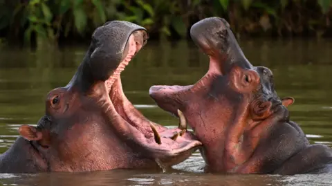 Two hippos with open mouths face each other in a lake near the Hacienda Napoles theme park, once the private zoo of Escobar.