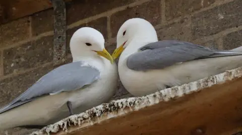 Two white and grey seabirds are perched close together on a building ledge. The birds have white heads and bodies, pale grey wings, and short yellow beaks that are nearly touching. They are standing on a weathered concrete or stone edge beneath a brick wall, suggesting an urban setting such as the side of a building. The background is made of brown brick, and the birds are positioned facing each other.