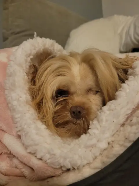 Lauraine Maddox Small dog wrapped up in a woolly blanket