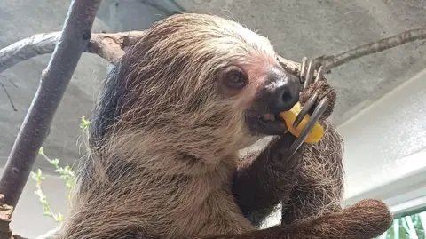 A sloth with light brown hair, holding some fruit to its mouth and taking a bite. it has long finger nails and is inside an enclosure.