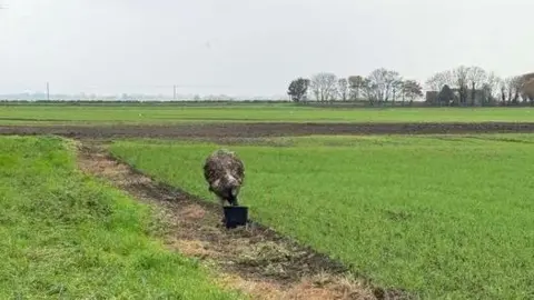 Lincolnshire Police A feathery brown emu has its head in a bucket, eating the contents, while standing in a grassy field in a rural location. The photo has been taken using the zoom function.