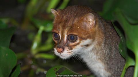 Bisa Anda tebak mana kucing liar dan mana kucing piaraan? - BBC News