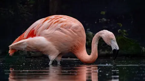 Pink flamingo with curved beck and long black and white beak in water with reflection shining. 