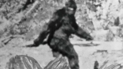 Black and white photograph of Bigfoot, who is a tall ape-like figure covered in black fur. He is pictured walking from the side, swinging his left arm in front of his body, and the left arm swinging behind him. There is a large amount of forestry pictured around him.