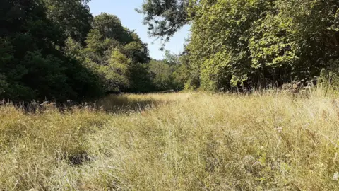 Lorna Baggett/Gloucestershire Wildlife Trust Part of Sapperton Valley nature reserve under a clear blue sky on a summer's day. There is a meadow with long, wild grass surrounded by trees.