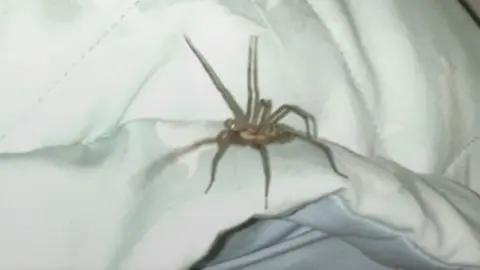 Peter Brown-coloured spider on white and grey quilt cover