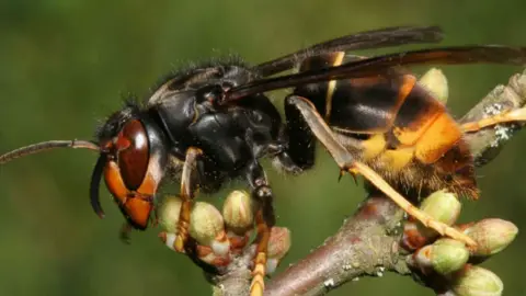 States of Jersey Close up of Asian hornet